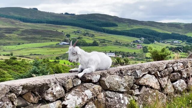 A wild white goat rests on an old dry stone wall at Fathom's Flagstaff Viewpoint.