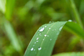 Macro closeup of Beautiful fresh green grass with drop of water in morning sun nature background.