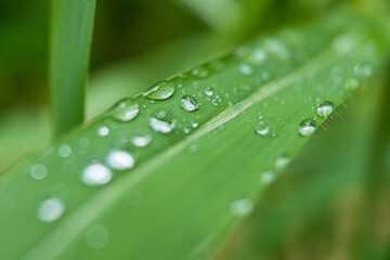 Macro closeup of Beautiful fresh green grass with drop of water in morning sun nature background.