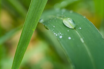 Macro closeup of Beautiful fresh green grass with drop of water in morning sun nature background.