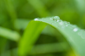Macro closeup of Beautiful fresh green grass with drop of water in morning sun nature background.