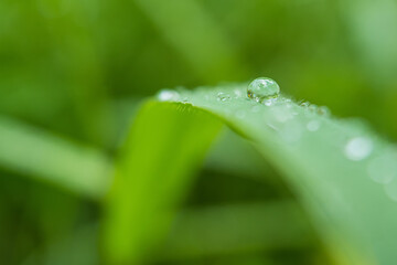 Macro closeup of Beautiful fresh green grass with drop of water in morning sun nature background.