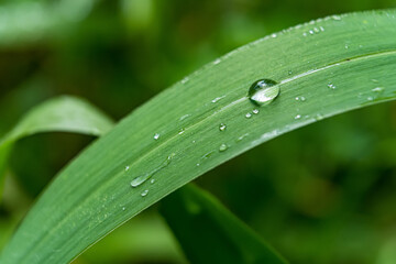 Macro closeup of Beautiful fresh green grass with drop of water in morning sun nature background.