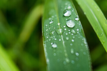Macro closeup of Beautiful fresh green grass with drop of water in morning sun nature background.