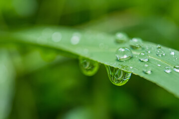 Macro closeup of Beautiful fresh green grass with drop of water in morning sun nature background.