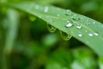 Macro closeup of Beautiful fresh green grass with drop of water in morning sun nature background.
