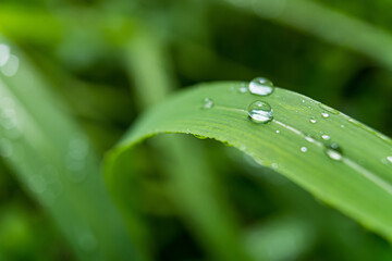 Macro closeup of Beautiful fresh green grass with drop of water in morning sun nature background.