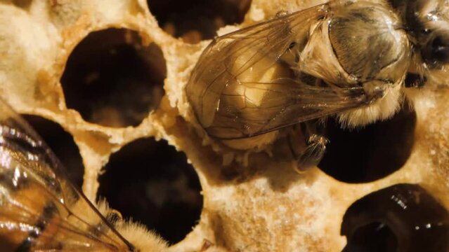 Close-up macro shot of bee broods inside the honeycomb
