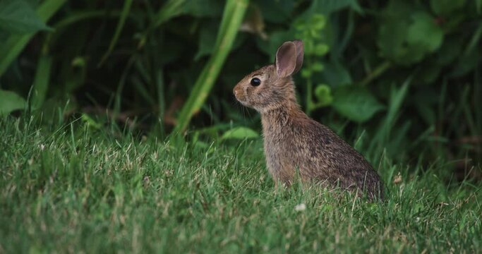 Young Eastern Cottontail Rabbit Eats Grass On A Lawn