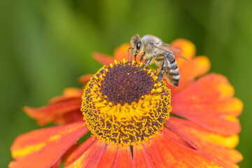 Western honey bee - Apis mellifera - pollinates common sneezeweed - Helenium autumnale