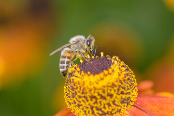 Western honey bee - Apis mellifera - pollinates common sneezeweed - Helenium autumnale