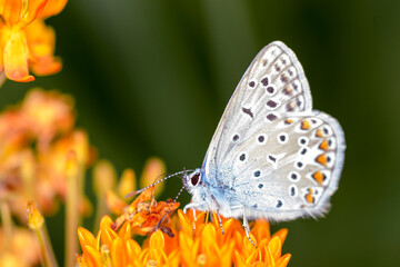 Common blue butterfly - Polyommatus icarus - on Asclepias tuberosa - butterfly milkweed