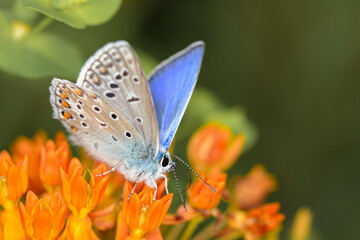 Common blue butterfly - Polyommatus icarus - on Asclepias tuberosa - butterfly milkweed