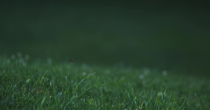 Fireflies Hover Close To Grass Just Before Dark