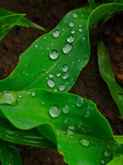 rain drops on a leaf