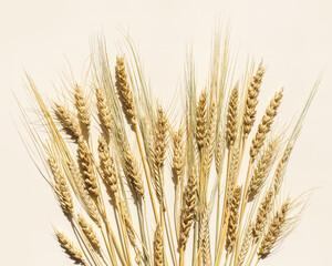 Flat lay with dry ears of wheat, rye, barley on beige background with empty space. Top view ears of cereal crops,  wheat grain crop, harvest concept, minimal design, cereals plant with shadow