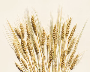 Fototapeta premium Flat lay with dry ears of wheat, rye, barley on beige background with empty space. Top view ears of cereal crops, wheat grain crop, harvest concept, minimal design, cereals plant with shadow