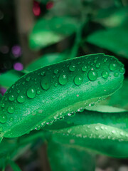 leaf with drops