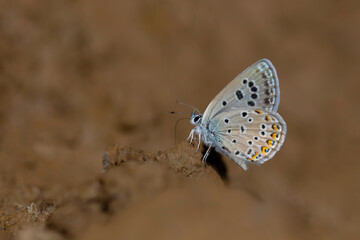 little butterfly picking up minerals from the ground, Alcedo Blue, Polyommatus alcedo