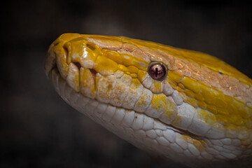 close up of a snake