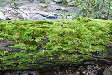 Obraz premium moss on the tree in forest