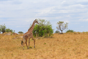 Giraffe in savanna in Serengeti national park in Tanzania. Wild nature of Tanzania, East Africa