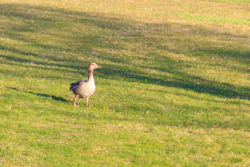 Greylag goose (Anser anser) on the green grass