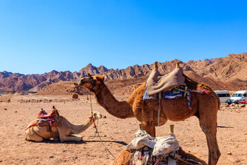 Camels with traditional bedouin saddle in Sinai desert, Egypt