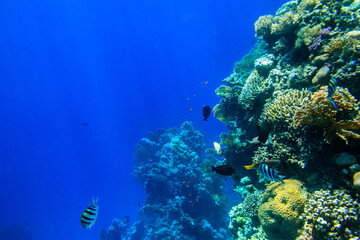 Different tropical fish at coral reef in the Red sea in Ras Mohammed national park, Sinai peninsula in Egypt