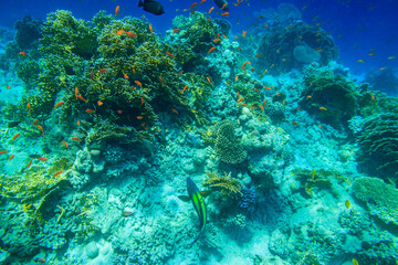 Different tropical fish at coral reef in the Red sea in Ras Mohammed national park, Sinai peninsula in Egypt