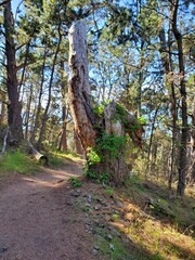footpath in the woods