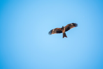 The bird of prey Black Kite flying in blue Sky