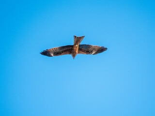 The bird of prey Black Kite flying in blue Sky