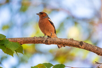 Common chaffinch, Fringilla coelebs, sits on a branch in spring on green background. Common chaffinch in wildlife.
