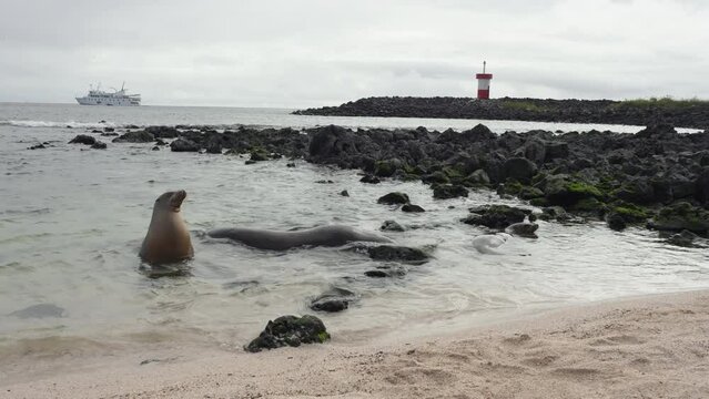 Galapagos sea lions In Shore Waters On Playa Punta Beach In The Galapagos