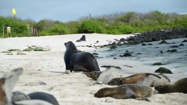Male Galapagos Sea Lion Chasing Away Smaller Male On Playa Punta Beach. Slow Motion