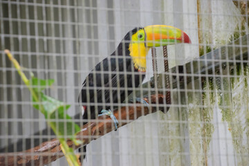 Toucan in an animal rescue center in Costa Rica, San Josecito, September 26, 2021.