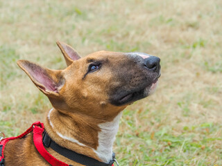 Miniature English Bull Terrier head profile