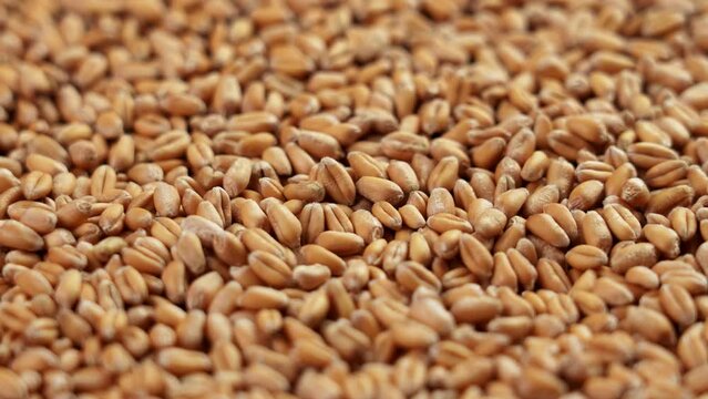 Whole raw grains of golden wheat close-up. Rotation
