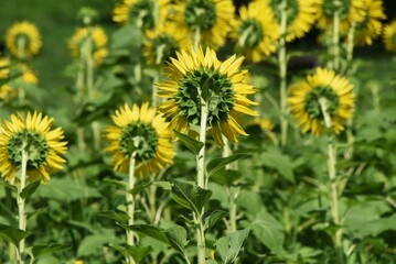 Summer flower sunflower. Asteraceae annual grass. Seeds are edible.