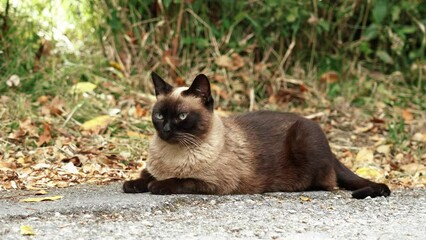 Beautiful siamese stray cat on an asphalt countryside road. Sad siam feral animal in nature. Close-up portrait. Cute brown shorthair predator