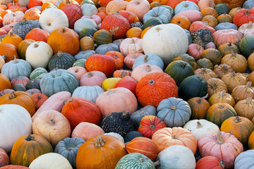 background of many bright pumpkins of different colors