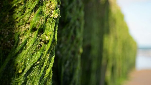 Detail shot of green algae growing on wooden breakwater beams at the stormy north sea during low tide. Static rack focus with shallow depth of field
