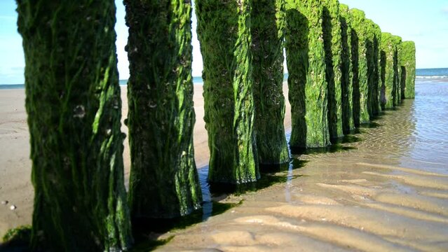 Wooden poles that are completely covered by a thick layer of algae at a beach in the Netherlands. Static footage with soft morning light