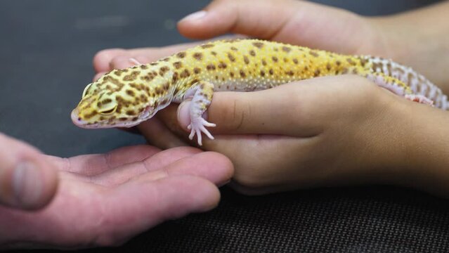 Comforting a meme pet gecko lizard from illness