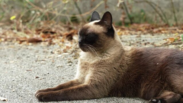 Siamese stray cat on an asphalt street road. Sad siam feral animal close up