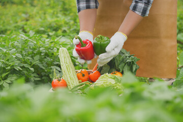 Gardener hand      holding fresh ripe red tomatoes leaves on the Harvest season in fertile soil