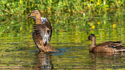Obraz premium Early morning Northern Shoveler swimming on a lake near the shore