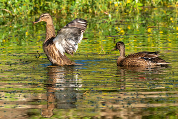 Early morning Northern Shoveler swimming on a lake near the shore