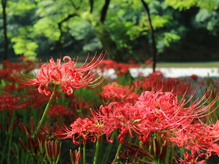 曼珠沙華
